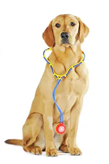 Outs: Labrador Retriever, young bitch, yellow coloured