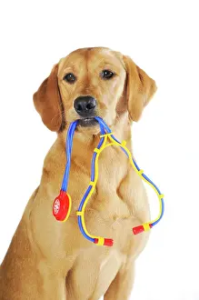 Outs: Labrador Retriever, young bitch, yellow coloured