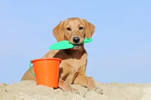 Bucket: Labrador Retriever, young bitch, yellow coloured