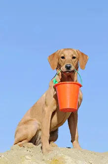 Bucket: Labrador Retriever, young bitch, yellow coloured