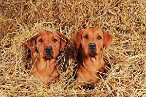 Portr: Labrador Retrievers, dog and bitch, yellow, lying