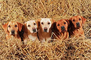 Bitches: Labrador Retrievers, dogs and bitches, yellow, lying