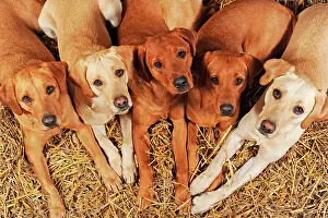 Bitches: Labrador Retrievers, dogs and bitches, yellow, lying