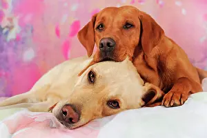 Lazy: Two Labrador Retrievers, yellow, male and female