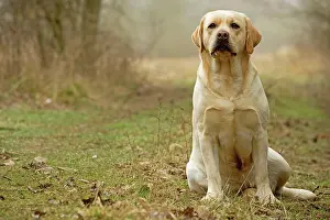 Gudogs: Labrador - sitting