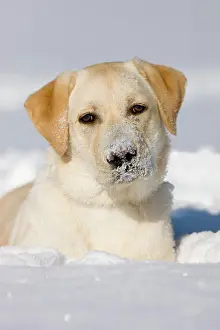 Lays: Labrador in the snow, portrait, northern Tyrol