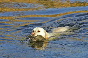 Retrieving: Labrador - swimming, retrieving gamebird from water
