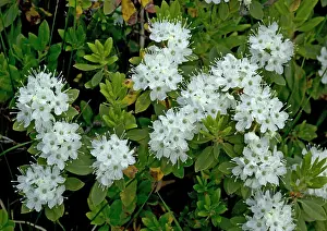 Teas: Labrador Tea