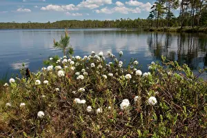 Palustre: Labrador Tea - in masses by lake at Meenikunno