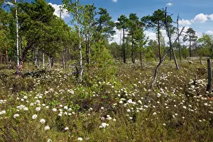 Palustre: Labrador Tea - in masses at Meenikunno Maastikukaitseala