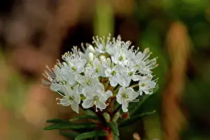 Tomentosum: Labrador Tea (Rhododendron tomentosum). B ckebo;