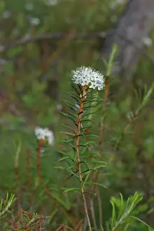 Tomentosum: Labrador Tea (Rhododendron tomentosum). B ckebo;
