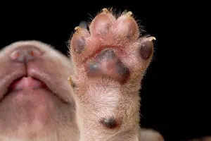 Toes: Labrador - underside of puppies paw
