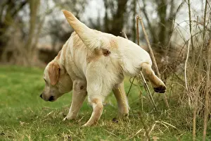Urinating: Labrador - urinating