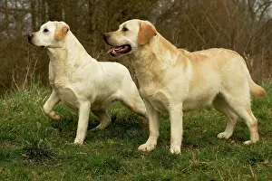Gudogs: Labradors