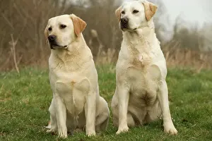 Gudogs: Labradors - sitting