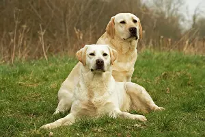 Gudogs: Labradors - sitting