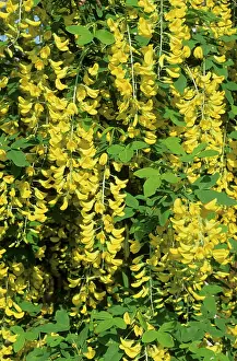 Laburnum: Laburnam Flowers