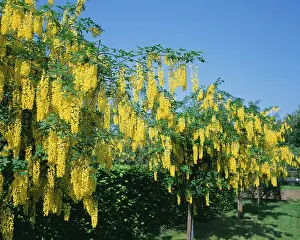 Laburnum: Laburnham
