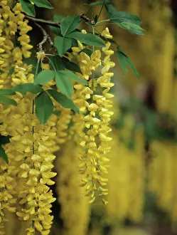 Laburnum: Laburnum