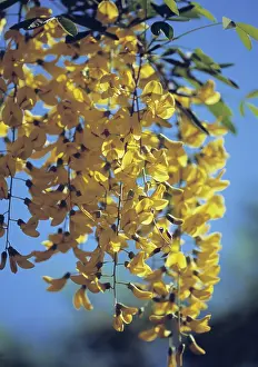Laburnum: Laburnum