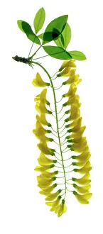 Laburnum: Laburnum