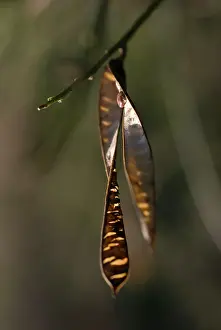 Curved: Laburnum