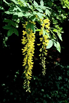 Rossii: LABURNUM ROSSII - close-up