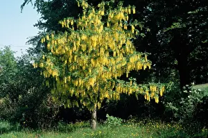 Devon Wildlife Trust: LABURNUM - tree in bloom