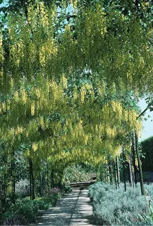 Laburnum: LABURNUM WALK