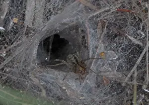 Acid: Labyrinth Spider, Agelena labyrinthica; female
