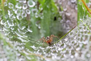 Spiderwebs: Labyrinth Spider on Web with water droplets in