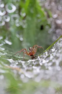Webs: Labyrinth Spider on Web with water droplets in