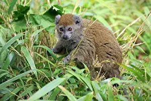 Alaotra: Lac Alaotra bamboo lemur (Hapalemur alaotrensis)