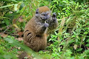 Alaotra: Lac Alaotra bamboo lemur (Hapalemur alaotrensis)