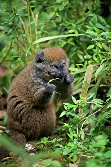 Alaotra: Lac Alaotra bamboo lemur (Hapalemur alaotrensis)