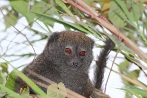 Beds: Lac Alaotra bamboo lemur (Hapalemur alaotrensis)