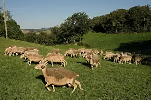 Lacaune: Lacaune Sheep