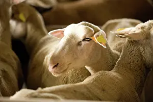 Lacaune: Lacaune Sheep