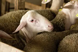 Lacaune: Lacaune Sheep