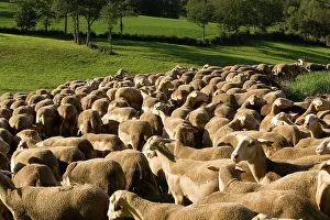 Lacaune: Lacaune Sheep