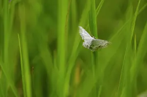 Franche: Lace border (Scopula ornata) - Bourgogne - France