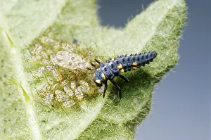 Agent: Lace Bug Defends Young