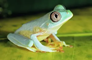 Nyctimystes: Lace-eyed Treefrog (Nyctimystes sp.)
