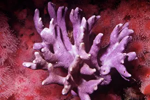 Californicus: Lace / Hydro Coral