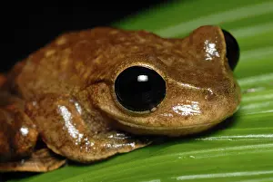 Nyctimystes: Lace-lid Frog