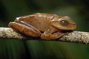 Eyelid: Lace-lid Frog