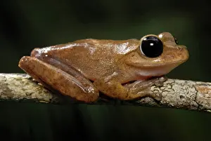 Hylid: Lace-lid Frog