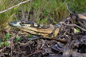 Goanna: Lace Monitor