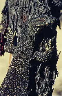 Goanna: Lace Monitor